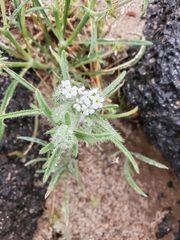 Johnstonella