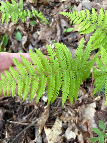 New York fern (Amauropelta noveboracensis)