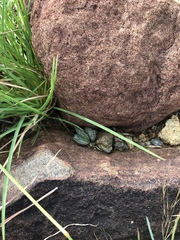 Adromischus trigynus