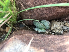 Adromischus trigynus