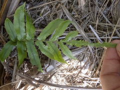 Blechnum novae-zelandiae