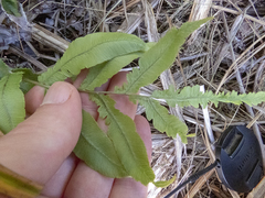 Blechnum novae-zelandiae
