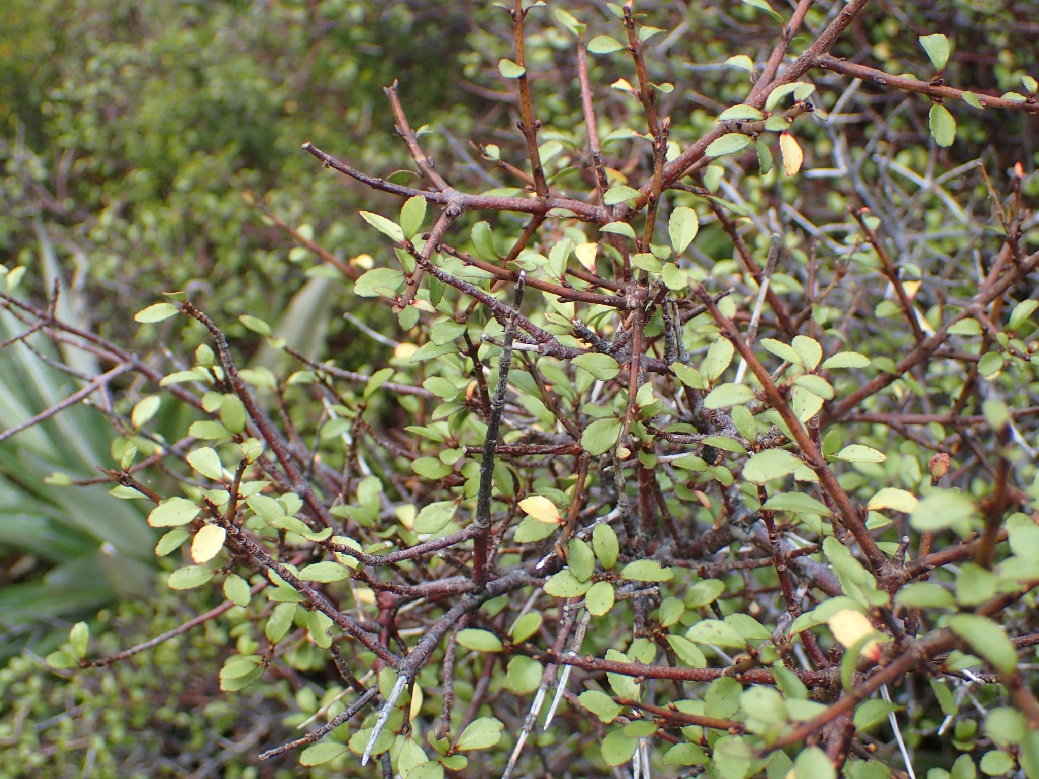 Mountain Wineberry (Aristotelia fruticosa)