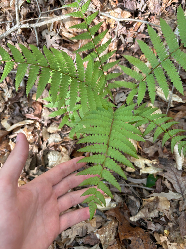 cinnamon fern (Osmundastrum cinnamomeum)