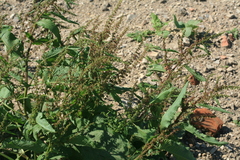 Rumex patientia
