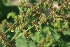 Rumex patientia