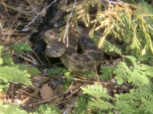 iNaturalist observation photo of Northern Pacific Rattlesnake