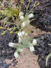 Johnstonella