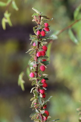 Berberis sibirica