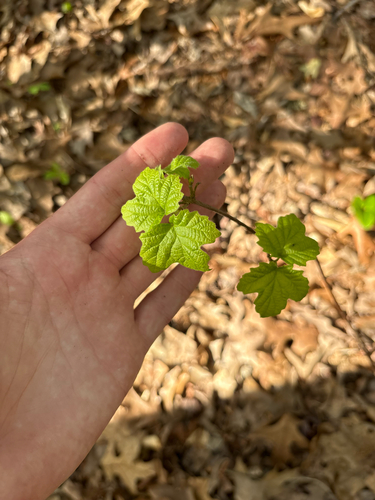 Mapleleaf Viburnum (Viburnum acerifolium)