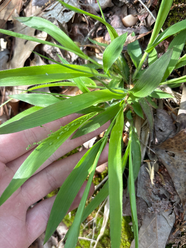 open-flower witchgrass (Dichanthelium laxiflorum)
