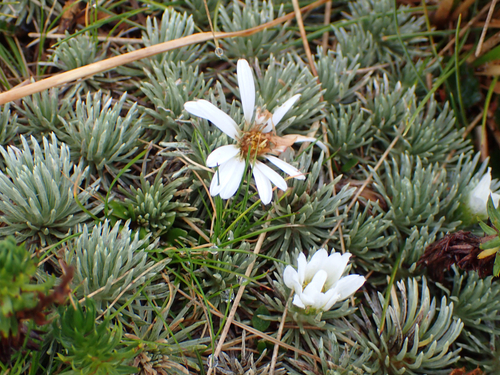 White Cushion Mountain Daisy (Celmisia sessiliflora)