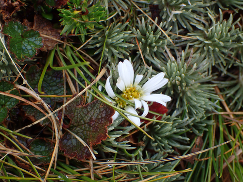 Celmisia sessiliflora, photograph 6