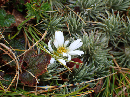Celmisia sessiliflora, photograph 5