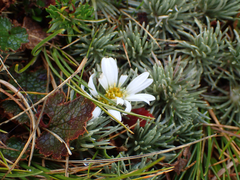 Celmisia sessiliflora, photograph (c) Hannah Whittall, some rights reserved (CC BY)