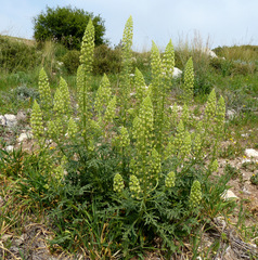 Reseda alopecuros