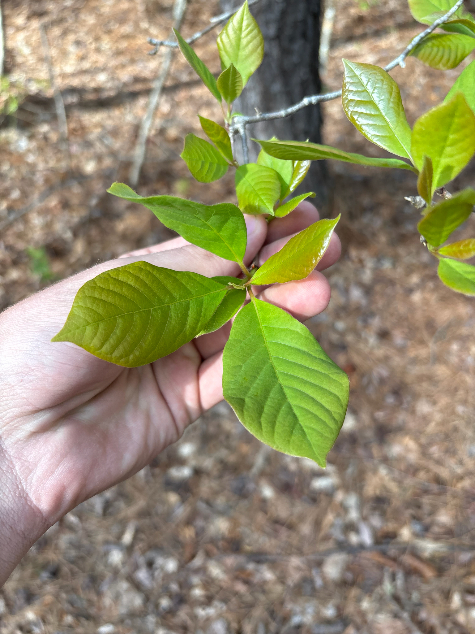 Blackgum (Nyssa sylvatica)
