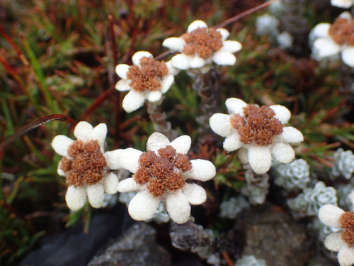 Leucogenes grandiceps, photograph 5