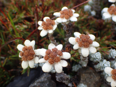 Leucogenes grandiceps, photograph (c) Hannah Whittall, some rights reserved (CC BY)