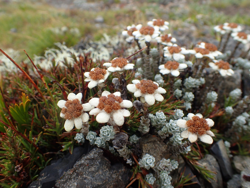 Leucogenes grandiceps, photograph 6