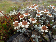 Leucogenes grandiceps, photograph (c) Hannah Whittall, some rights reserved (CC BY)