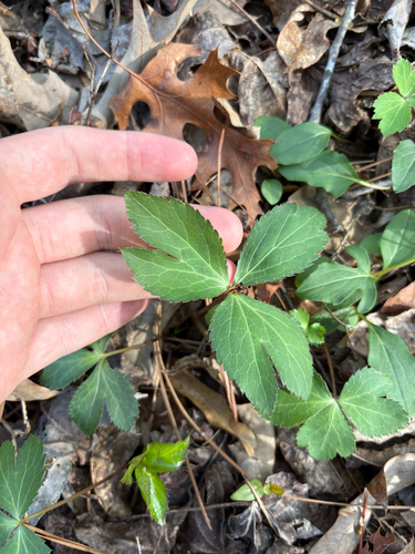 Small's Sanicle (Sanicula smallii)