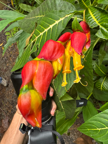 Sanchezia oblonga