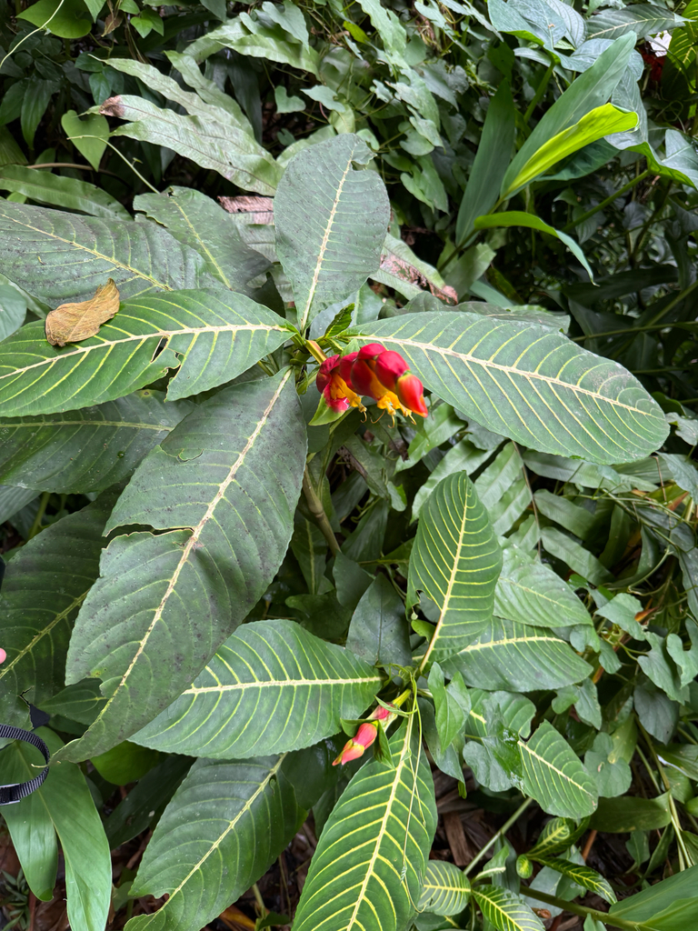 Sanchezia oblonga, Route Forestière de Fond Baron, Fort-de-France, MQ
