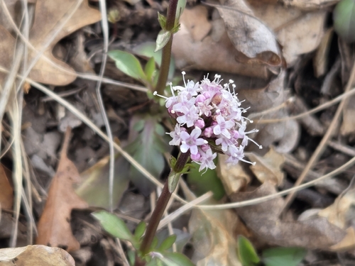 Arizona valerian (Valeriana arizonica)