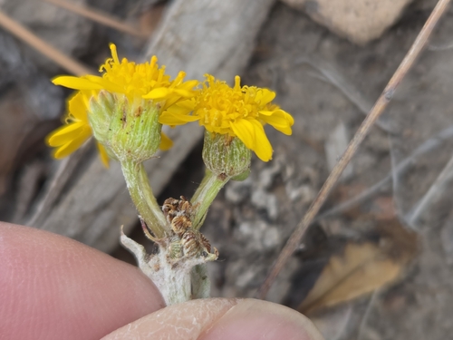 New Mexico groundsel (Packera neomexicana)