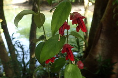 Aeschynanthus