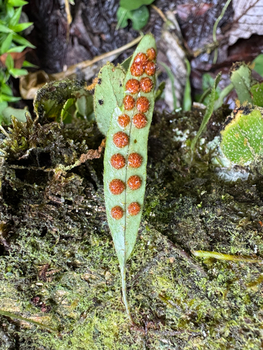 hairy snakefern (Microgramma piloselloides)