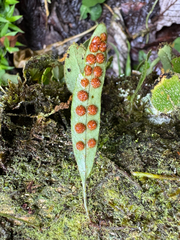 Microgramma piloselloides
