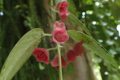 Aeschynanthus