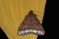 Physula albipunctilla