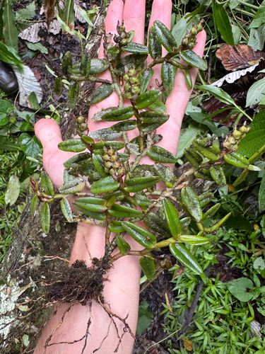 Epidendrum strobiliferum (Epidendrum strobiliferum)