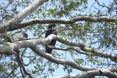 Macheiramphus alcinus