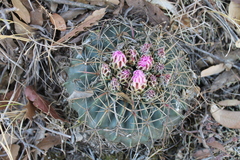 Ferocactus macrodiscus macrodiscus