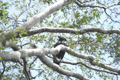 Macheiramphus alcinus