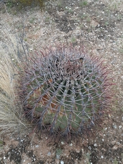 Ferocactus emoryi emoryi