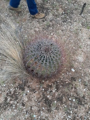 Ferocactus emoryi emoryi