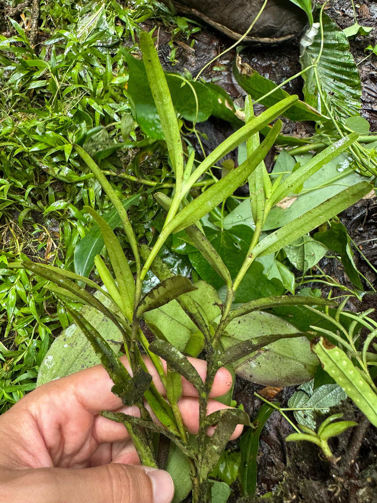 Epidendrum ramosum Jacq.