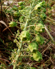 Reseda alopecuros
