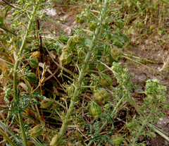 Reseda alopecuros