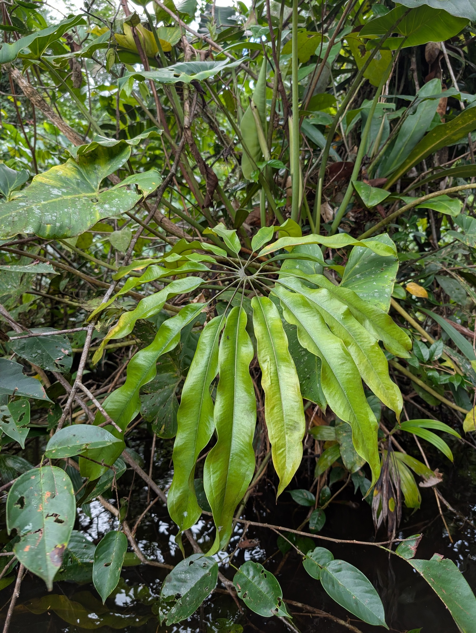 Anthurium eminens Schott