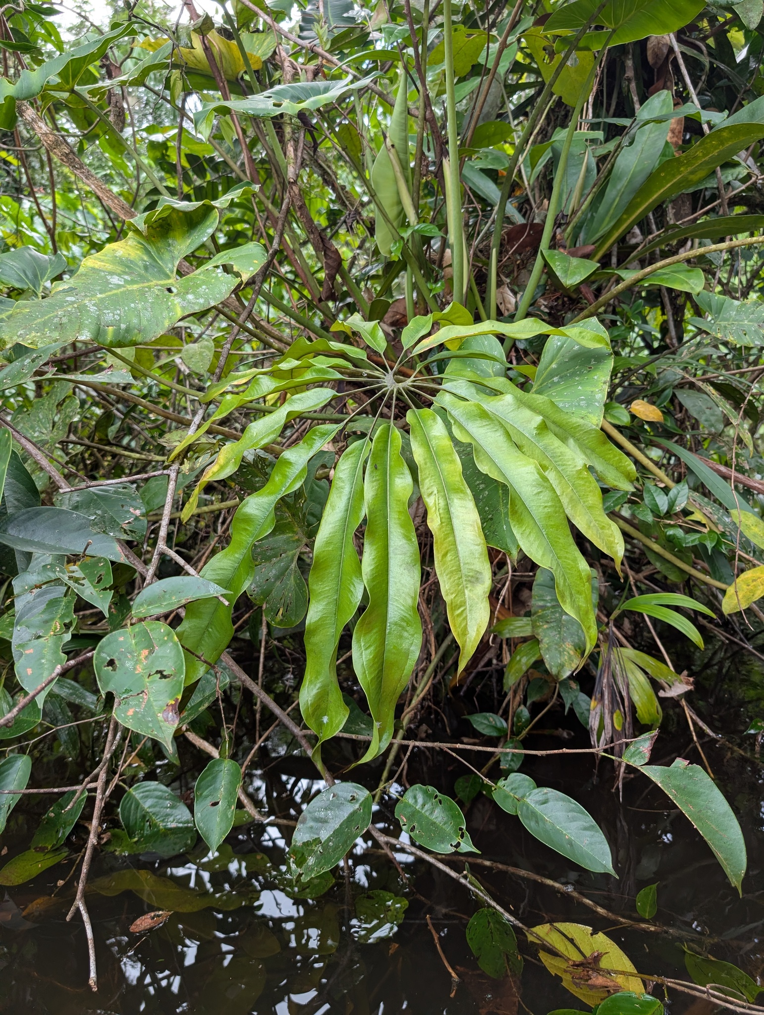 Anthurium eminens Schott 2