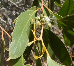 Eucalyptus arenacea