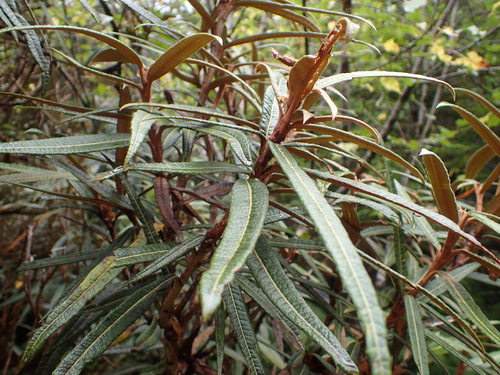 Lancewood tree daisy (Olearia lacunosa)