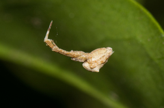 Uloborus barbipes