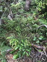 Huberantha nitidissima